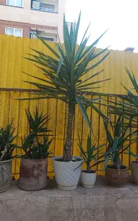 گلهای طبیعی فروشی