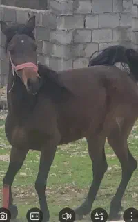 دو عدد اسب مادیون کورد
