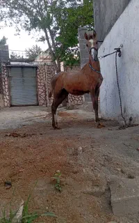 کره مادیون خوش فنوتیپ