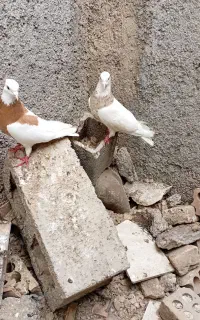 کبوتر طوقی جفت نر کاکلی