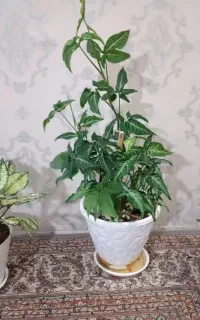 ۳ گل و گلدان طبیعی