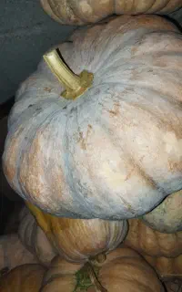 کدو انجیری ضیابر شیرین به شرطی عمده