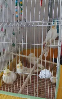 جوجه عروس هلندی