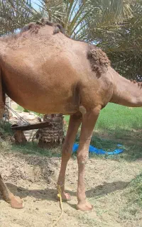 شتر