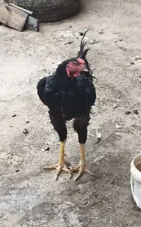 لاری