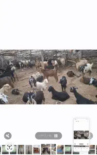 ۲۰ عدد بز داشتی با کهرش به قیمت خوب