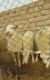 بره قوچ گوسفندرومن