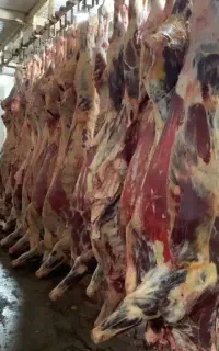 جگر سفید و آلایش قیمت کف بازار