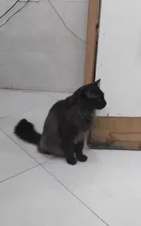 گربه