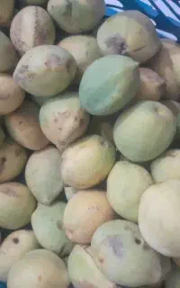 گارومزنگی