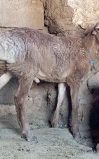 بره نر چینی