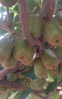 کیوی خونی درجه یک