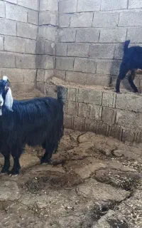 بز کهره دار