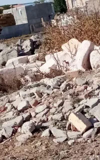 توله سگ سرابی