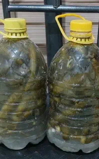 خیارشور