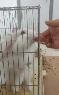 خرگوش