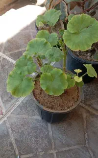گل‌ خانگی