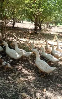 اردک بوقلمون مرغ گاو گوساله