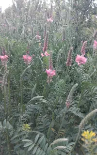 علوفه(خشه) عالی برای دام.هنوز چیده نشده