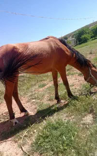 اسب مادیان