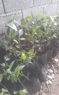برگ بو نایلکسی