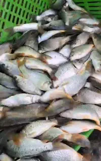 بچه ماهی کپور50گرم