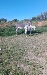 شرالاغ تازه