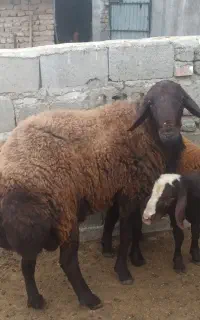قوچ با بره 7ماهه