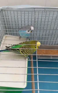 دوعدد مرغ عشق نر  با همه وسایل