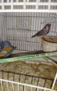 فنچ
