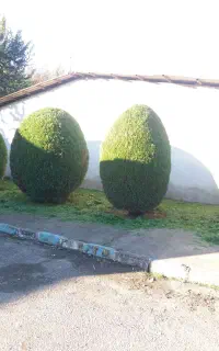 طراحی، اجرا و نگهداری تخصصی فضای سبز (غرب گیلان)