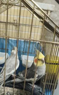 عروس