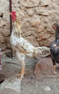 تخم مرغ لاری طوسی