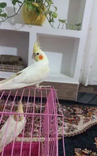 عروس هلندی ۷ماهه