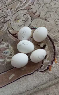 تخم مرغ گلین -مرندی