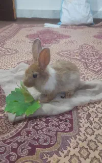 فروش دو عدد خرگوش