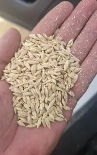 جو خشک