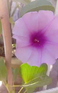 پیچک کمیاب و‌خاص