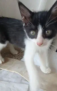 بچه گربه