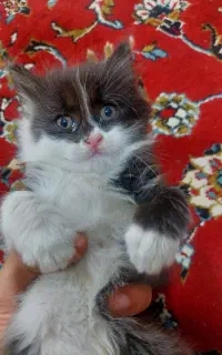 بچه گربه میکس