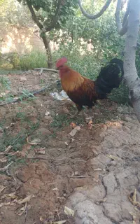 خروس
