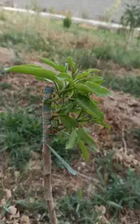 پیوندپسته ترکه پیوندی