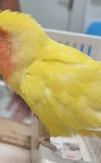 گمشده