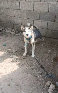 به عنوان نداشتن جا می فروشم