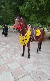 کرایه اسب واسه ماه محرم ۴تا اسب