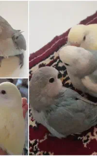 جوجه طوطی برزیلی