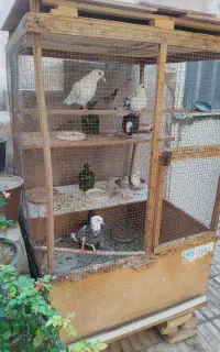 قفس چوبی