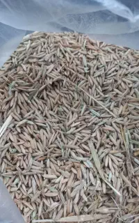 جو شیرودی