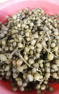 ترشی بنه شه  کاملا خانگی تمیز و خوشمزه