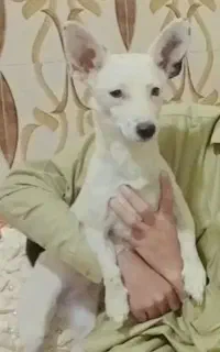 سگ شیواوا ماده